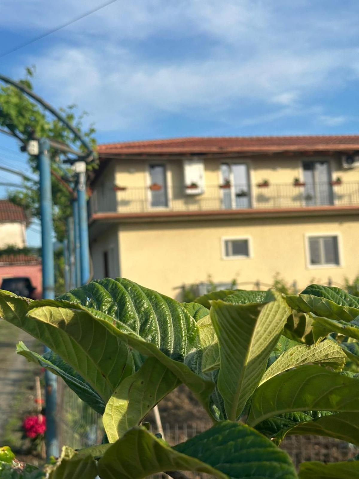 Guesthouse Marku - Mrizi I Zanave Fishte Dış mekan fotoğraf